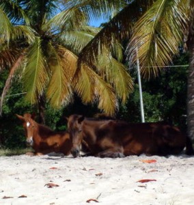 wild horses