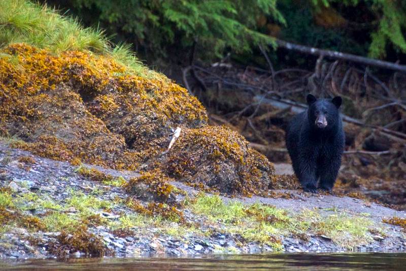 Black bear