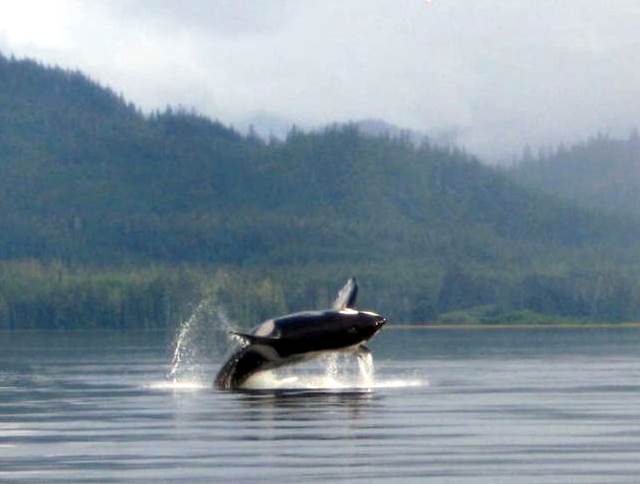 whale
