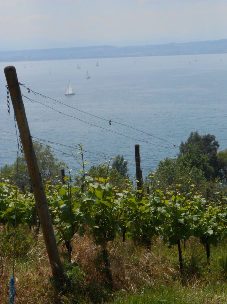 Vineyard Boden See