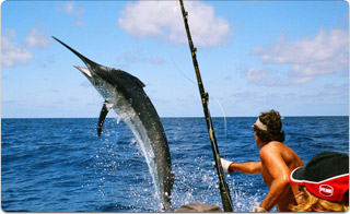 Marlin fishing, Cabo San Lucas, Mexico