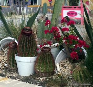 Turk’s Head “fez” cactus, said to have provided the inspiration for the islands name