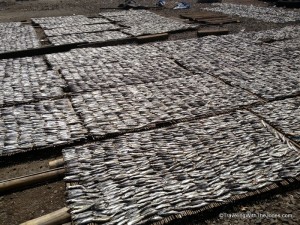drying fish, Paotere Harbor, Makassar, Indonesia