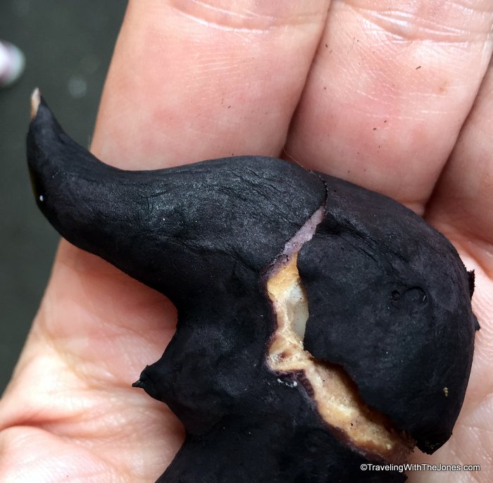 Water caltrop (water chestnut), Taipei Eats Food Tour, Taiwan