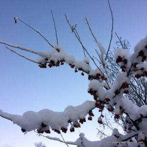 winter snow, Fairbanks, Alaska