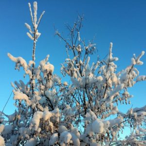 Febuary 9th, 2017 in Fairbanks, Alaska