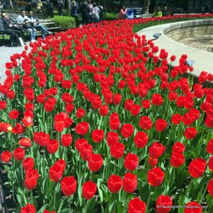 tulips in Bowling Green park, Lower Manhattan Financial District, New York City