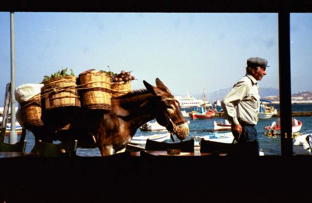 donkey carrying baskets in Mykonos, Greece