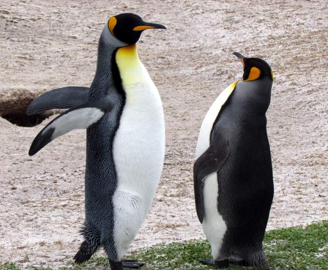King penguins in the Falkland Islands