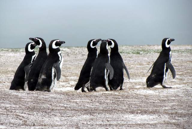 Magellanic penguins in the Falkland Islands