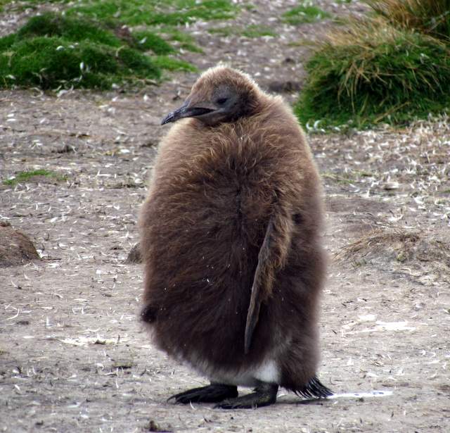 juvenile penguin in the Falkland Islands